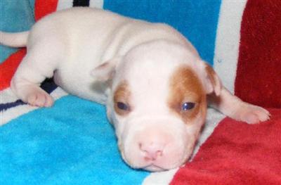 Puppies in AL